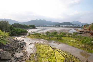 13 Mayıs 2006 Nam Wai 'nin sulak arazisi, sai kung