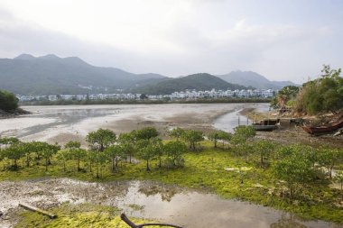 13 Mayıs 2006 Nam Wai 'nin sulak arazisi, sai kung