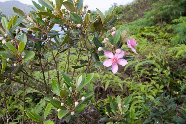 Wildlife Purple Flowers Nature —  Fotos de Stock