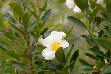 10 Aralık 2006, çift pembe çiçek, daha koyu çizgili.
