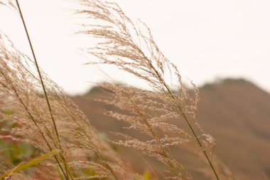10 Aralık 2006 'da Hong Kong' da doğa manzaralı Black Hill