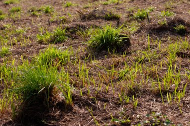 2 Aralık 2006 'da çim tepe tarlası yaprakları ekildi.