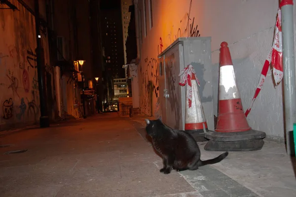 Dez 2006 Straßenkatze Obdachlose Katze Nachts Auf Der Straße — Stockfoto