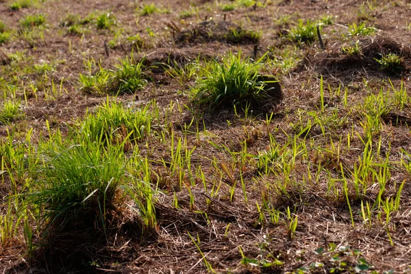 2 Aralık 2006 'da çim tepe tarlası yaprakları ekildi.