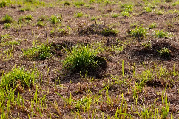 2 Aralık 2006 'da çim tepe tarlası yaprakları ekildi.
