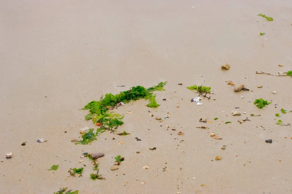 海滩湿沙上的海藻植物 — 图库照片