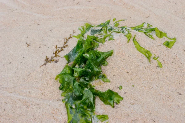 Una Planta Algas Arena Húmeda Playa — Foto de Stock