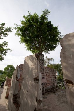 17 Haziran 2006 Büyük ağaç kökleriyle harabe beton duvar.