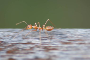 Yellow Crazy Ant at the nature,  close up