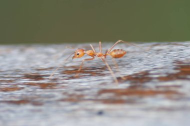 Yellow Crazy Ant at the nature,  close up