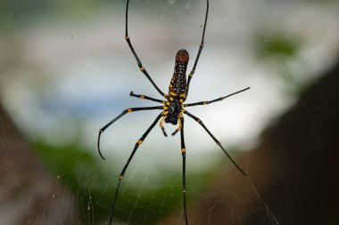 a Large spider on web , Golden Silk Orb weaver