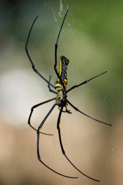 a Large spider on web , Golden Silk Orb weaver