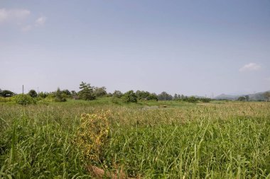 Yeşiller yemyeşil, çimenler ve ağaçlar gün ışığında