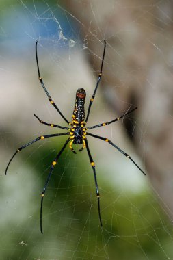 a Large spider on web , Golden Silk Orb weaver