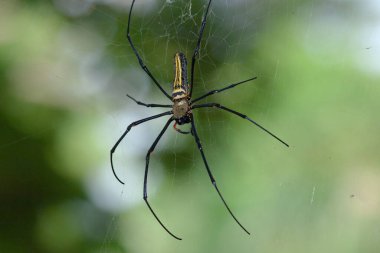 a Large spider on web , Golden Silk Orb weaver