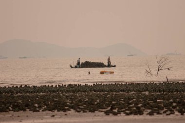 13 Aug 2006 Pak Nai, one of the oyster farm in Hong Kong. 