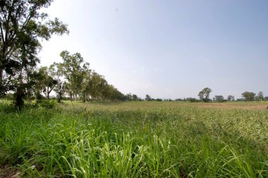 Yeşiller yemyeşil, çimenler ve ağaçlar uzak tepelerle güneş ışığı altında.