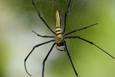 a Large spider on web , Golden Silk Orb weaver
