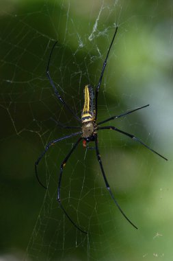 a Large spider on web , Golden Silk Orb weaver