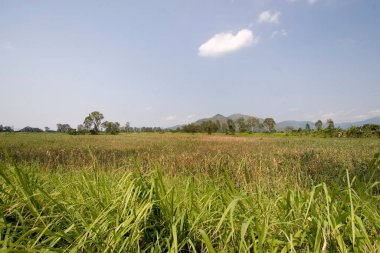 Yeşiller yemyeşil, çimenler ve ağaçlar uzak tepelerle güneş ışığı altında.