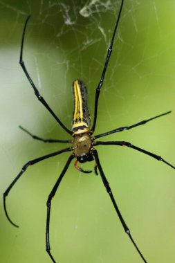 a Large spider on web , Golden Silk Orb weaver