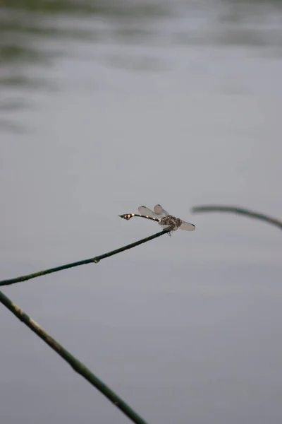 Dragonfly Flying Zen Garden Nature Background — Stok fotoğraf