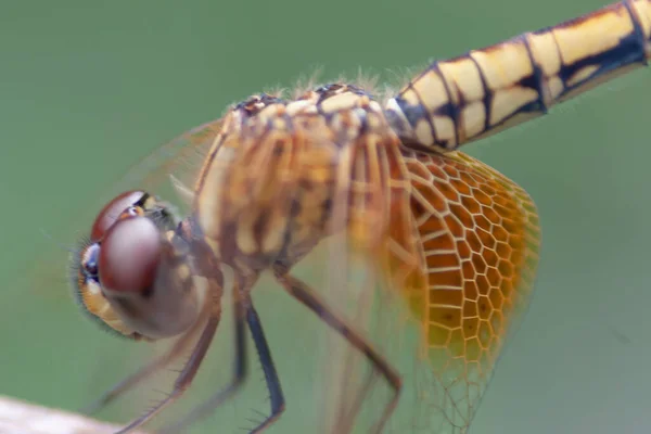 Die Libelle Die Zen Garten Fliegt Natur Hintergrund — Stockfoto