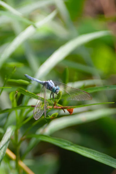 Dragonfly Vliegend Een Zen Tuin Natuur Achtergrond — Stockfoto