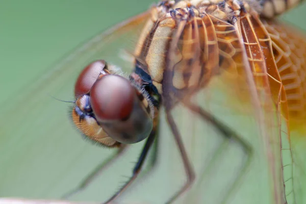 Die Libelle Die Zen Garten Fliegt Natur Hintergrund — Stockfoto