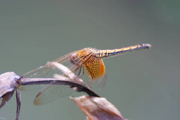 Dragonfly Πετάει Ένα Κήπο Zen Φύση Ιστορικό — Φωτογραφία Αρχείου