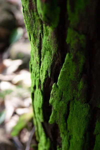 Moss Numa Árvore Árvores Crescendo Floresta — Fotografia de Stock