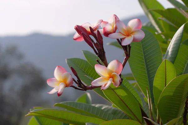 Una Flor Plumeria Plena Floración Frangipani — Foto de Stock