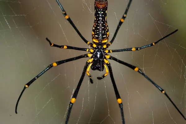 Large Spider Web Golden Silk Orb Weaver — Stock Photo, Image