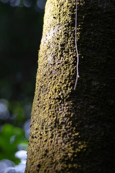 Moss Numa Árvore Árvores Crescendo Floresta — Fotografia de Stock