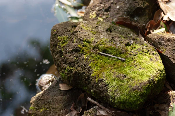 Belo Musgo Verde Brilhante Cresceu Cobrir Pedra Áspera — Fotografia de Stock