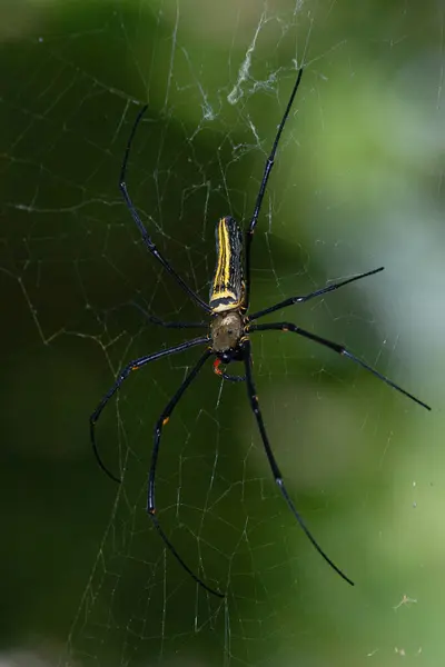 Duży Pająk Sieci Golden Silk Orb Tkacz — Zdjęcie stockowe