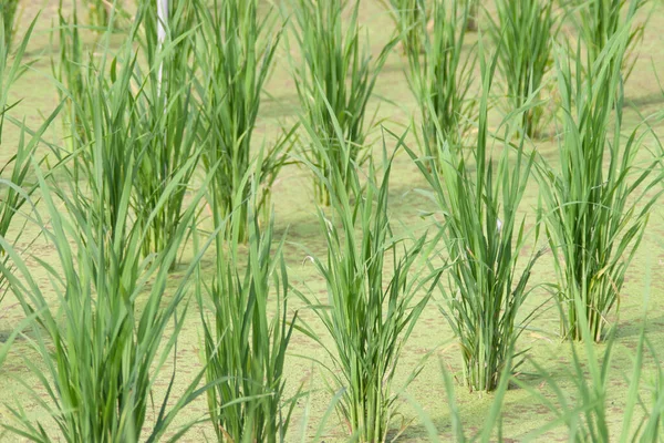 2006年9月10日稻田 绿米化为乌有 — 图库照片