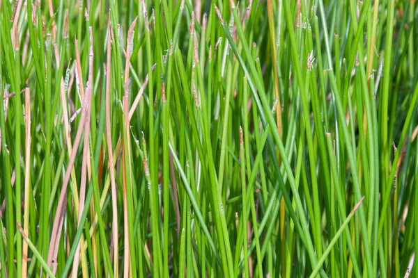 Sept 2006 Rice Field Green Rice Feild Beack Ground — Stok fotoğraf