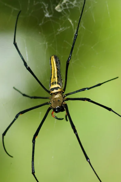 Large Spider Web Golden Silk Orb Weaver — Stock Photo, Image