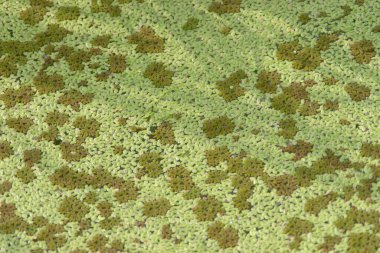 close up at pond Many water plant. 