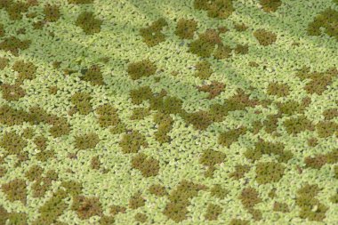 close up at pond Many water plant. 