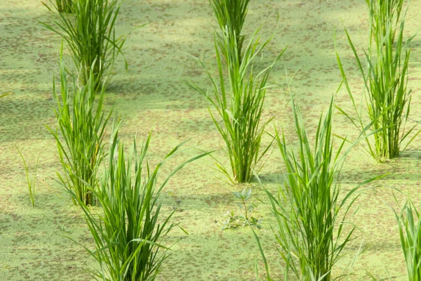 Sept 2006 Rijstveld Groene Rijst Peilbekkenbodem — Stockfoto