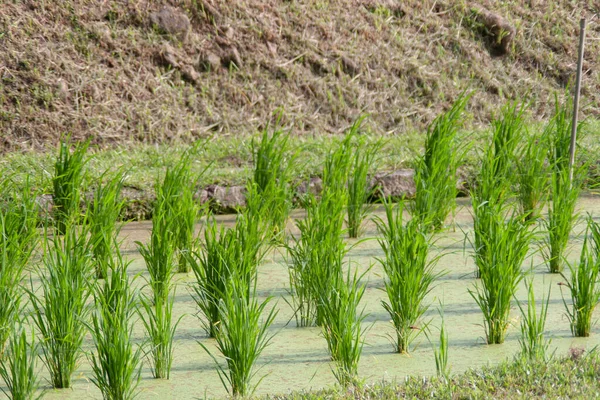 Σεπ 2006 Rice Field Πράσινο Ρύζι Υπόθεμα Δαμάσκηνου — Φωτογραφία Αρχείου