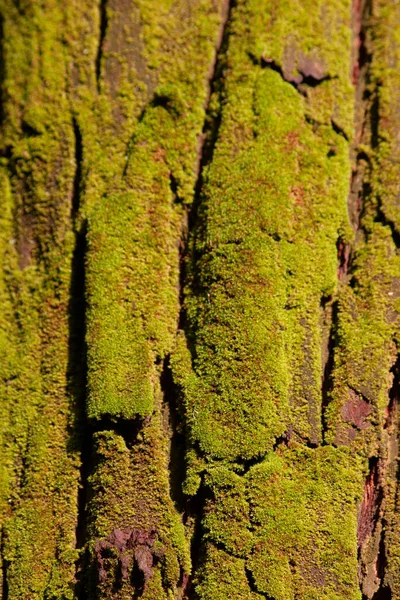 Kora Drzewa Mech Tekstura Kory Zielonej — Zdjęcie stockowe