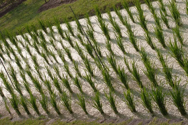 Setembro 2006 Campo Arroz Arroz Verde Terra Beack Feild — Fotografia de Stock