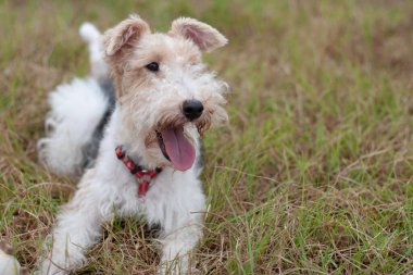 dog in a green meadow, dog on green lawn