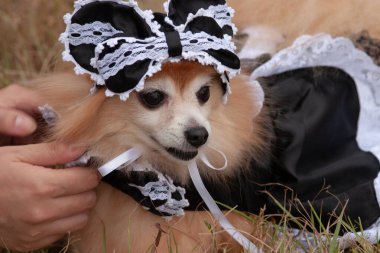 dog in a green meadow, dog on green lawn