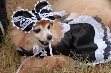 dog in a green meadow, dog on green lawn