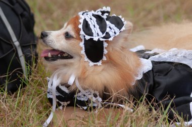dog in a green meadow, dog on green lawn