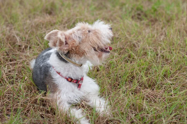 Hond Een Groene Weide Hond Groen Grasveld — Stockfoto